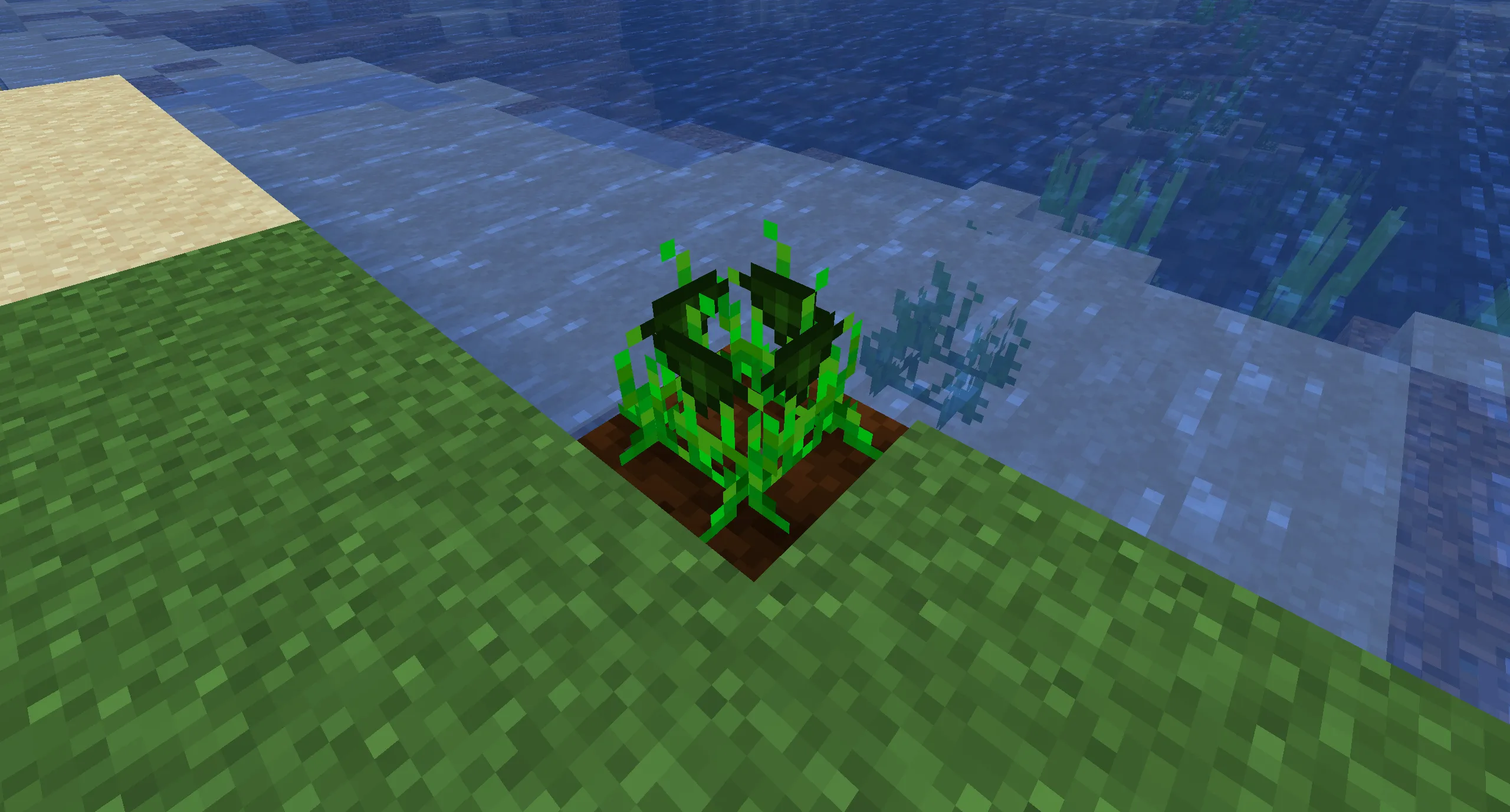 Plant Seeds